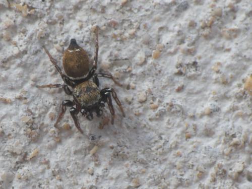 Réf. 189 557 : Heliophanus tribulosus